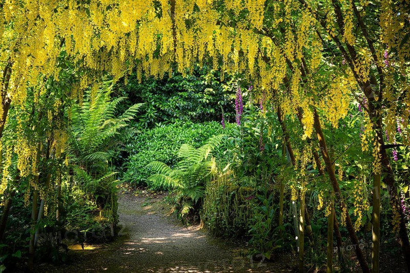 An arch or passageway with yellow flowering laburnum. A path and ferns. Trewidden Garden, Penzance, Cornwall, England, Great Britain