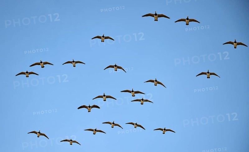White-fronted geese (Branta leucopsis) flying on the Katinger Watt, Schleswig-Holstein, Germany