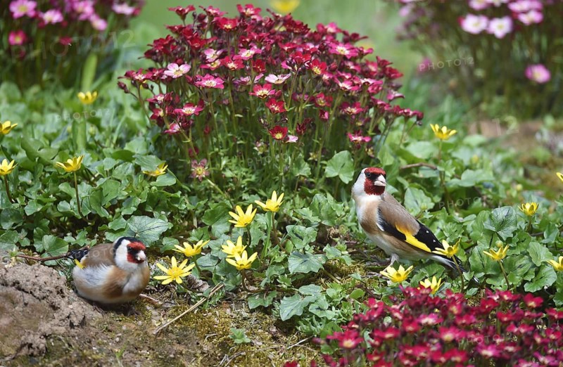Goldfinch, goldfinch, (Carduelis carduelis) and moss saxifrage, (Saxifraga bryoides) in the garden, Schleswig-Holstein, Germany