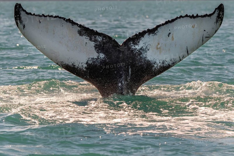 Close-up of a whale fluke protruding from the water surrounded by splashing ocean, diving humpback whale (Megaptera novaeangliae), Eyjafjörður or Eyjafjördur, Iceland