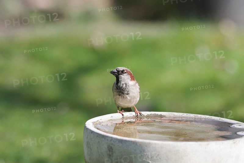House sparrow (Passer domesticus), male, bird bath, water, watering hole in the garden for thirsty songbirds