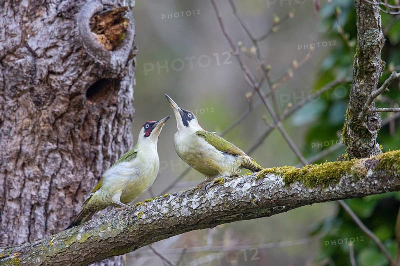 European green woodpecker (Picus viridis) Mating, Germany