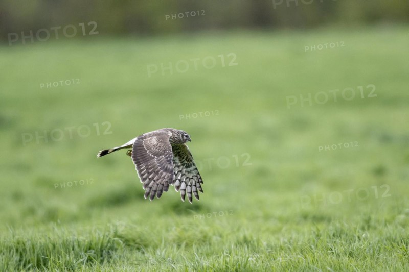 Hen harrier (Circus cyaneus), Emsland, Lower Saxony, Germany