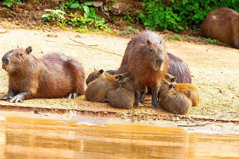 Capybara (Hydrochaeris hydrochaeris) Pantanal Brazil
