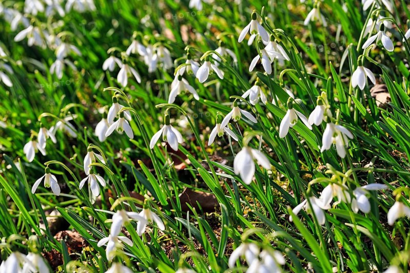 Snowdrop (Galanthus), sea of flowers in the sunshine, full-size, Brakel, Teutoburg Forest Eggegebirge nature park Park, East Westphalia-Lippe, Germany