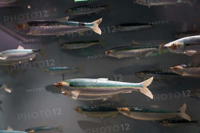 Herring, Clupeidae