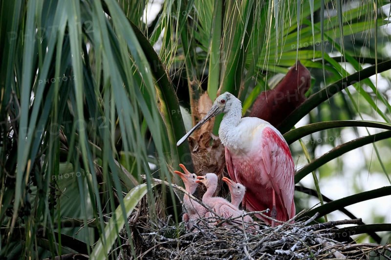 Roseate spoonbill (Platalea ajaja), adult, three juveniles, three chicks, on nest, at breeding site, on tree, social behaviour, St. Augustine, Florida, North America, USA