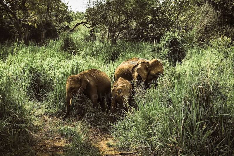 Wild Asian elephant family with calf walking through tall grass Sri Lanka tropical forest wildlife scene conservation habitat nature concept