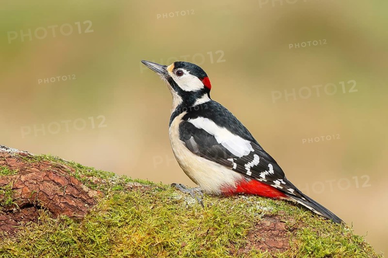 Great spotted woodpecker (Dendrocopus major), male on a branch overgrown with moss, wildlife, woodpeckers, nature photography, Neunkirchen, autumn, Siegerland, North Rhine-Westphalia, Germany