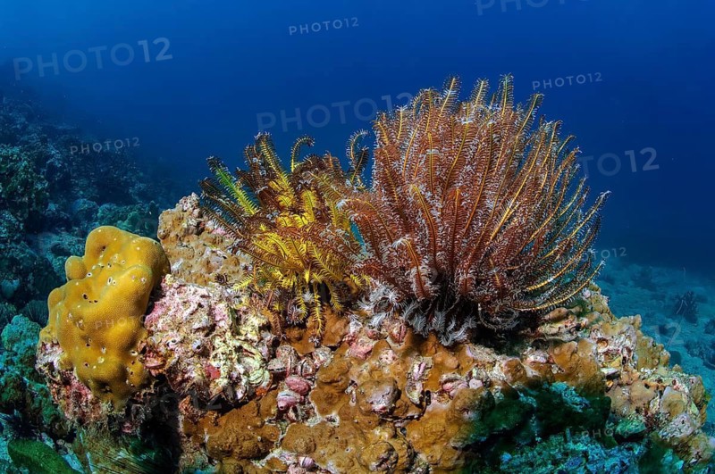 Hair stars (Comatulida) feather stars in different colours sitting on coral block of hard corals (Scleractinia) in colourful intact living coral reef, Andaman Sea, Eastern Indian Ocean, Thailand