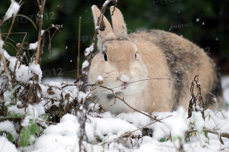 Rabbit (Oryctolagus cuniculus domestica), pet, portrait, snow, Even in winter the rabbit finds stalks to nibble on
