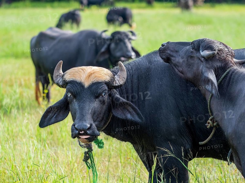 Water buffalo (Bubalus arnee) herd in the grass, Sri Lanka