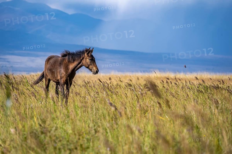 A dark brown horse wanders alone through a natural landscape with mountain views, Yssykköl, Kirgista