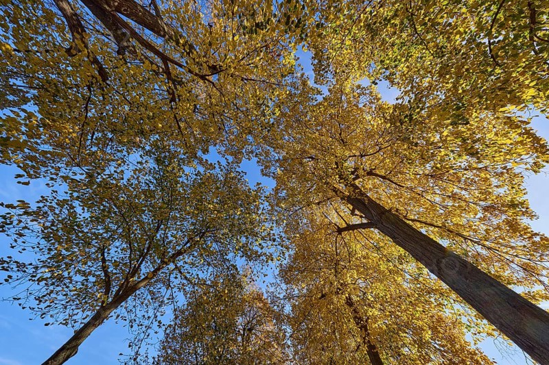 Linden trees (Tilia), treetops, light-flooded autumn leaves, vertical frog perspective, sidelight, blue sky, New Terrace, Dresden, state capital, independent city, Saxony, Germany