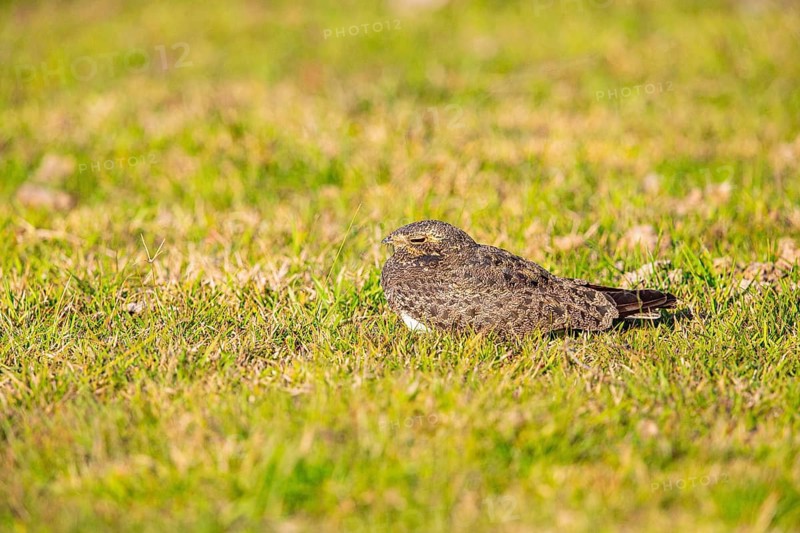 White-bellied Nightjar (Podager nacunda) Pantanal Brazil