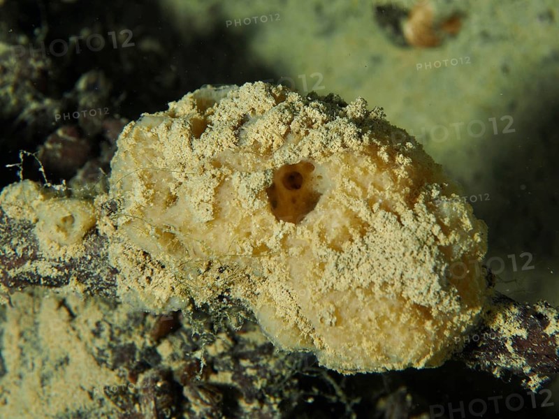 A yellow freshwater sponge, river sponge (Ephydatia fluviatilis) lies on the sandy bottom. Dive site Wildsau, Berlingen, Lake Constance, Switzerland
