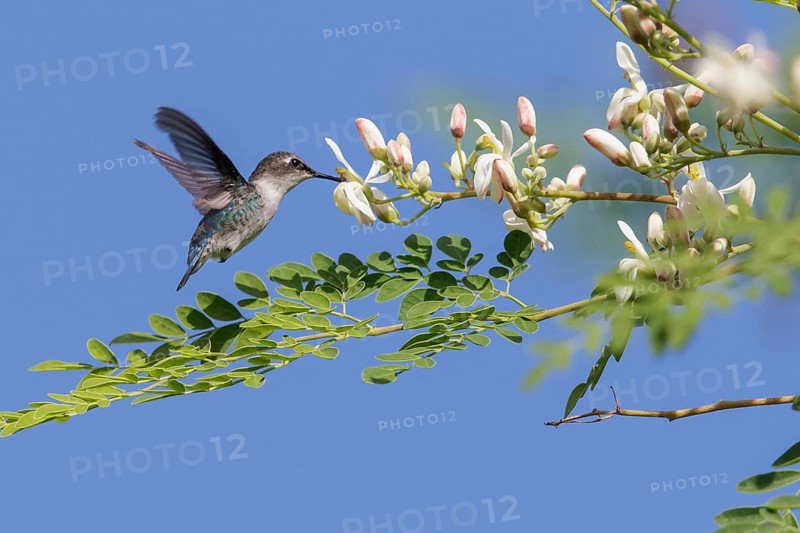 Bee Hummingbird (Mellisuga helenae) feeding at a flower in Cuba