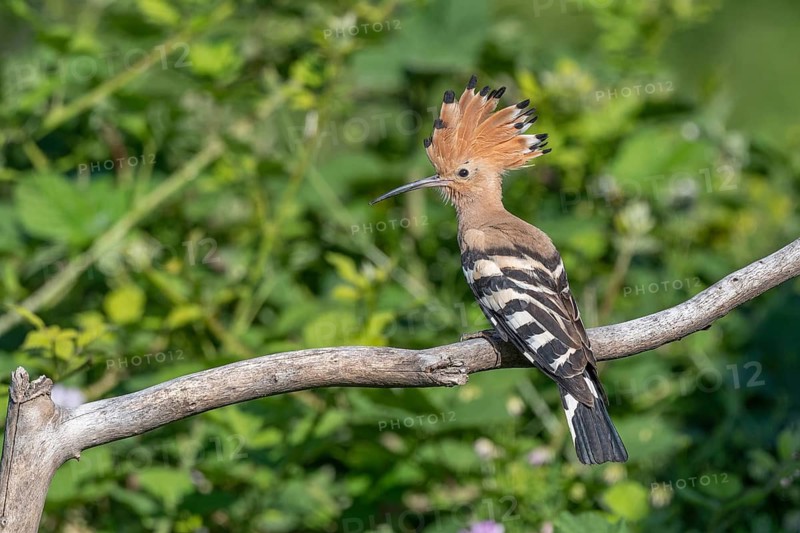 Hoopoe (Upupa epops) sitting on a branch with its red ruffled crest. Kaiserstuhl, Freiburg im Breisgau, Baden-Württemberg, Germany