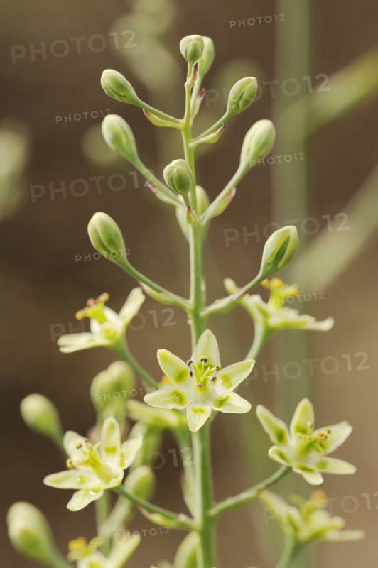 Ornamental yoke lily or yoke flower (Anticlea elegans, Zigadenus elegans), flowers, native to North America