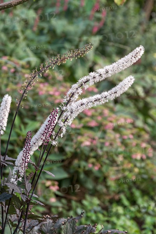 Silver primrose (Actaea simplex 'Chocoholic'),  Germany