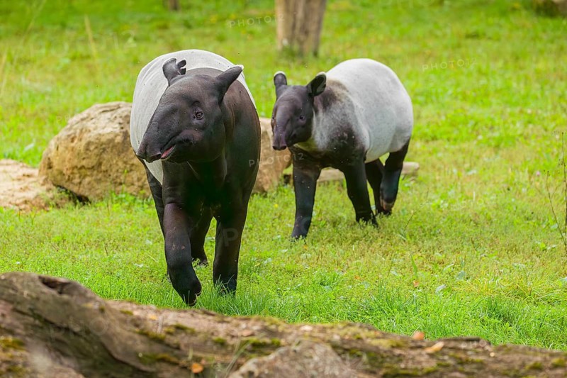 A female Malayan tapir (Acrocodia indica) runs across a green meadow with her young