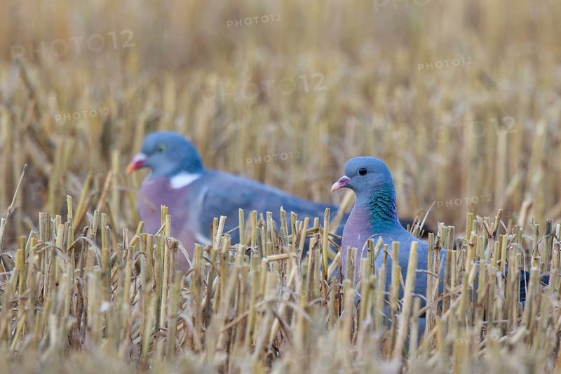 Stock Dove & Common Wood Pigeon (Columba oenas & Columba palumbus), North Rhine-Westphalia, Germany