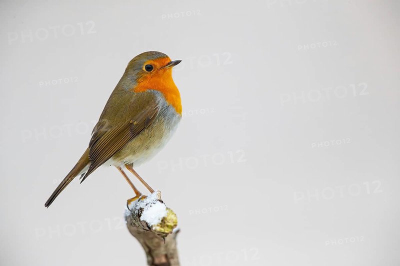 European robin (Erithacus rubecula) Germany