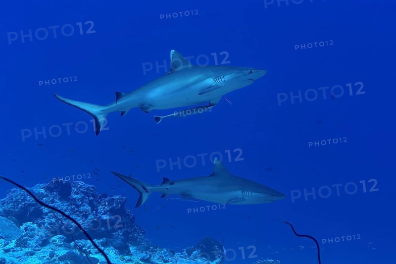 Two grey reef sharks glide gracefully through the clear blue waters of the Maldives. The stunning marine scene highlights the beauty and diversity of ocean life