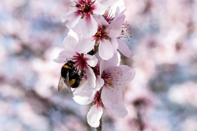Almond blossom (Prunus dulcis) with Large earth bumblebee (Bombus terrestris), Rhineland-Palatinate, Germany