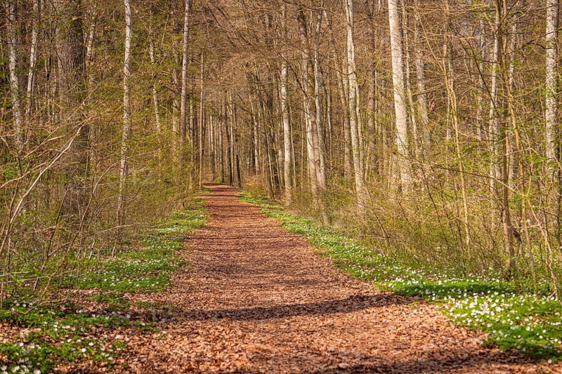 A quiet forest trail surrounded by trees, crossed by sunshine, e-bike tour, Aidlingen, Hecken and Gäu region, Böblingen district, Germany