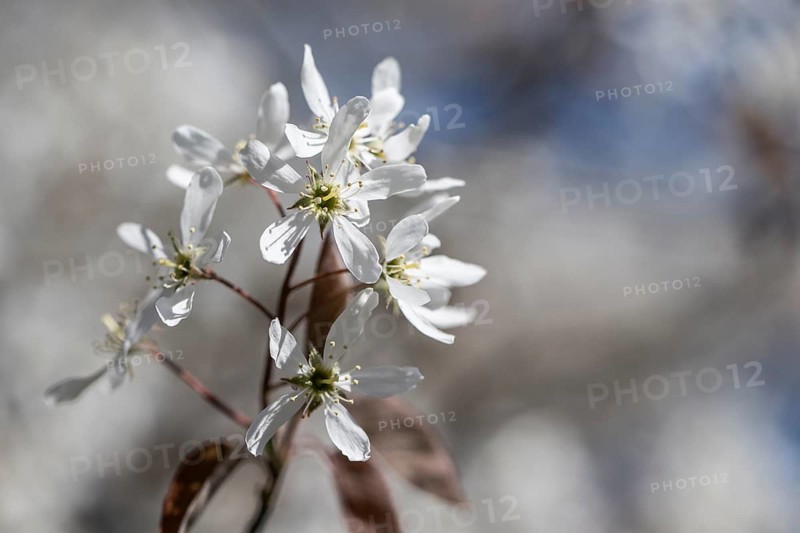 Copper rock pear (Amelanchier lamarckii), Emsland, Lower Saxony, Germany