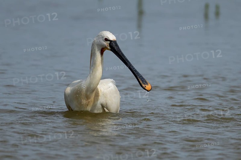 Eurasian spoonbill (Platalea leucorodia) adult bird in a shallow lagoon, England, United Kingdom