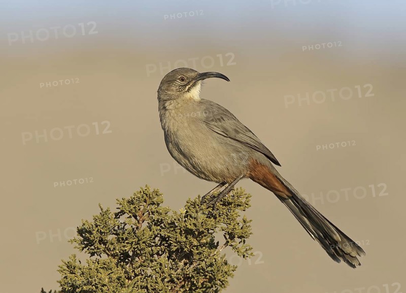 Crissal Thrasher (Toxostoma crissale), New Mexico, USA