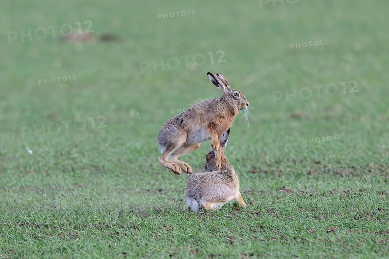 European hare (Lepus europaeus) mating season, so-called gathering time, hares fighting with each other, Lower Austria, Austria