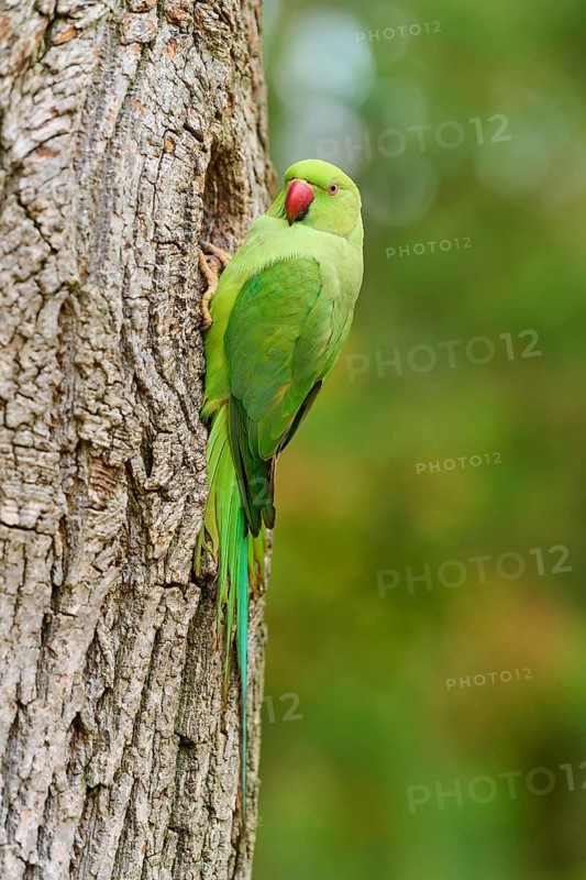Green collared parakeet (Psittacula krameri), at the nesting cavity of a tree, Baden-Württemberg, Germany