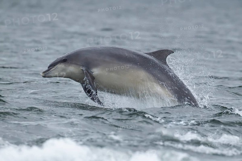 Common bottlenose dolphin (Tursiops truncatus) adult marine mammal leaping out of the sea, Scotland, United Kingdom