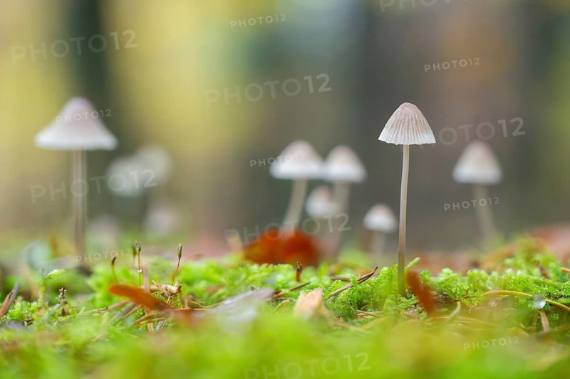 Milky mycena (Mycena galopus) mushroom in a forest in autumn, Bavaria, Germany