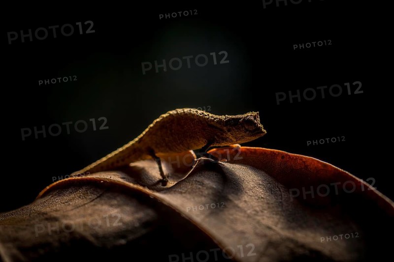 Newly described chameleon species, Brookesia nofy from the lowland rainforests of eastern Madagascar