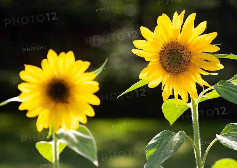 Sunflower (Helianthus annuus), yellow sunflower blossom with green leaves, in garden, Hesse, Germany
