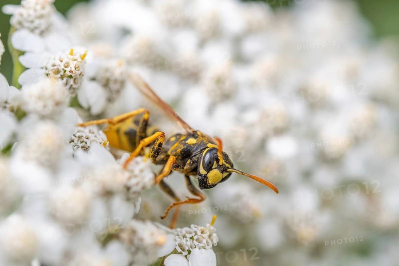 A yellow and black Wasp sits on a white flower. The flower is surrounded by many other white flowers. Bas rhin, Alsace, France