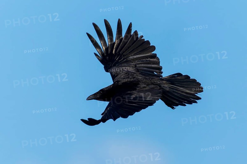 A black crow flies with its wings spread wide in the sky, Corvus corone wildlife, Germany