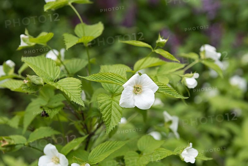 Sham Kerrie (Rhodotypos scandens), Treptower Park Berlin