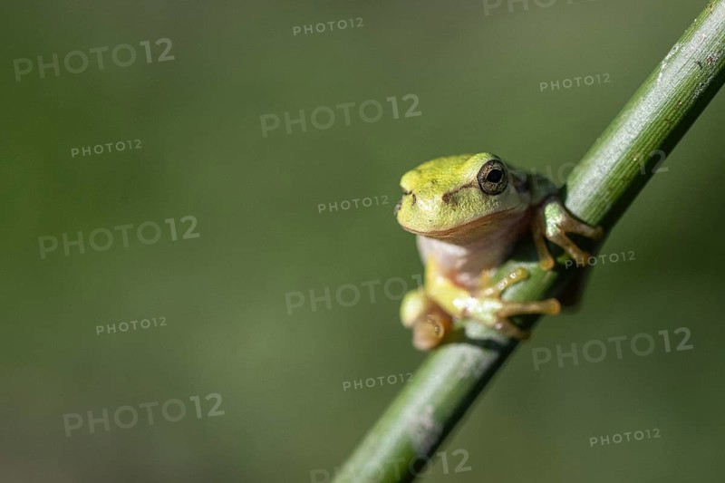 Tree frog (Hyla arborea), Lower Saxony, Germany