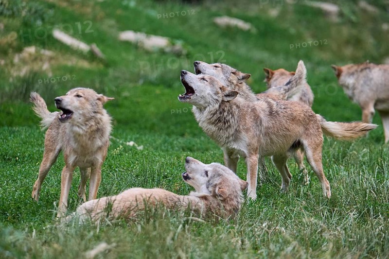 Timber Wolf (Canis lupus), howling group of wolves, captive, Germany