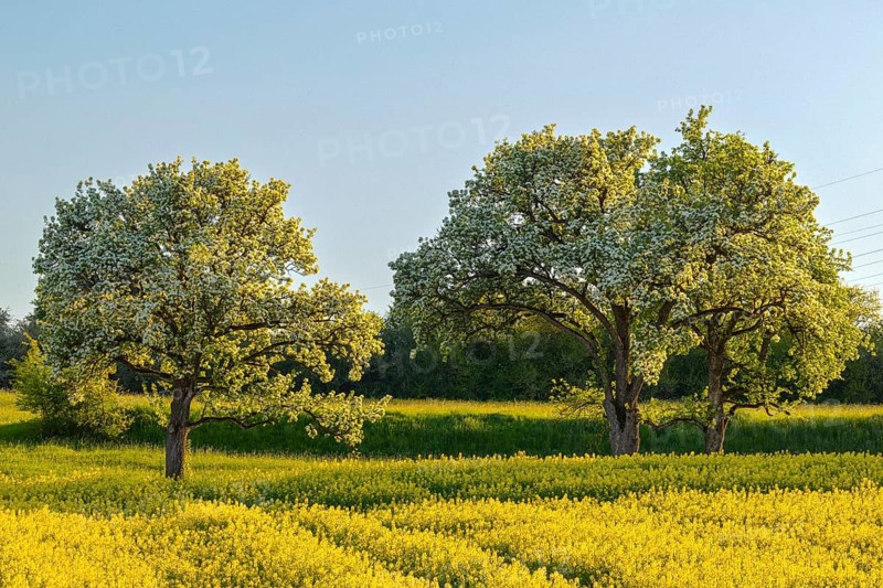 Pear trees (Pyrinae, Pyrus) behind a rape field (Brassica napus), blossom, spring, Meßkirch, Upper Danube nature park Park, Baden-Württemberg, Germany