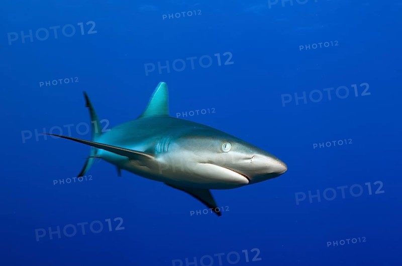 Underwater photo Grey reef shark (Carcharhinus amblyrhynchos) Predator fish swimming through open water blue sea, tropical seas, Red Sea, Indian Ocean, Pacific Ocean