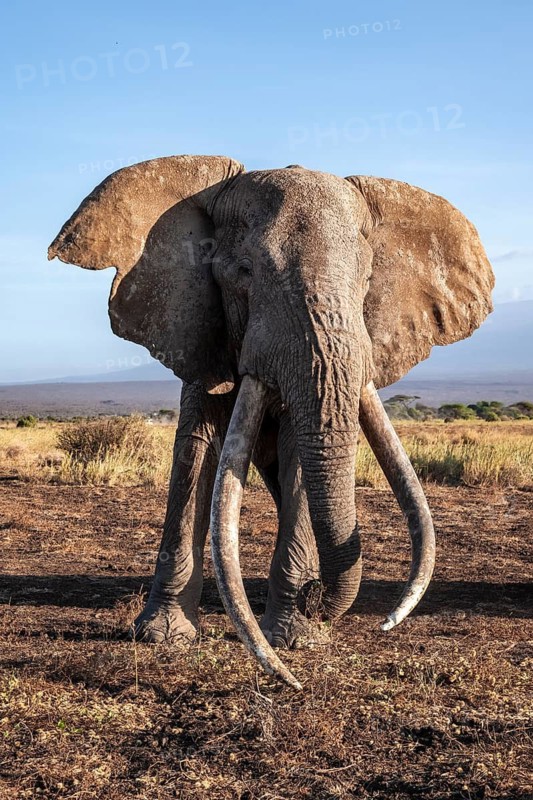 African elephant (Loxodonta africana), the famous Super Tusker elephant Craig, old male with long tusks, evening light, Amboseli, Kajiado County, Kenya