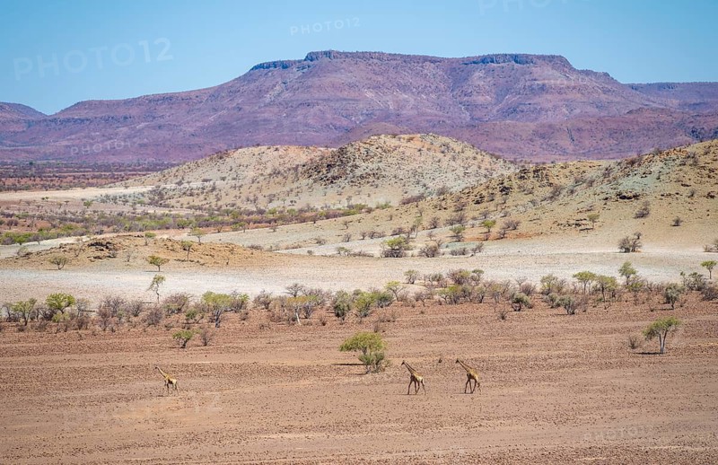 Three Angola giraffes (Giraffa giraffa angolensis) in dry desert landscape with table mountains, Damaraland, Kunene, Namibia