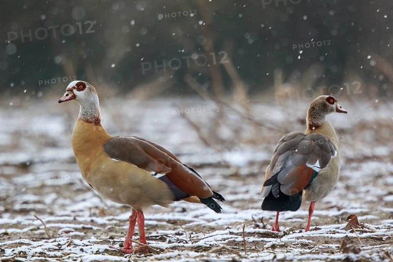 Egyptian Goose (Alopochen aegyptiaca) pair, North Rhine-Westphalia, Germany