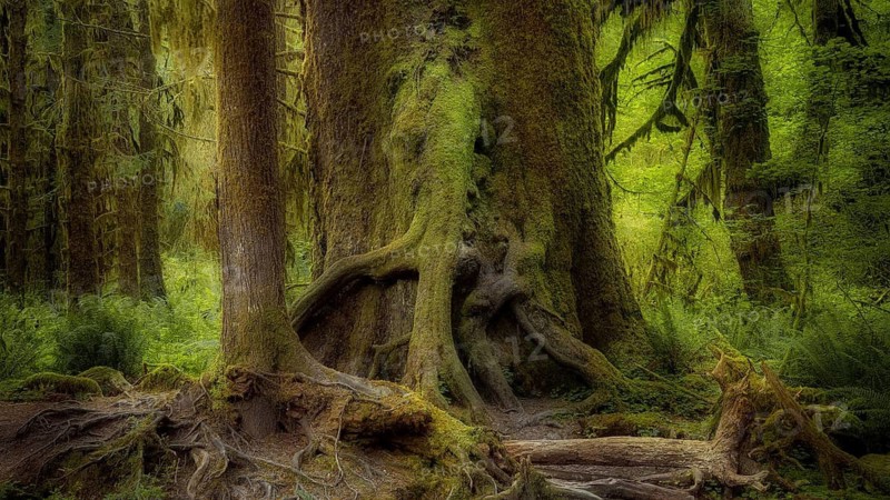 United States, Oregon, Hoh Rain Forset, Olympic National Park, Hoh Rain Forest, Oregon, USA